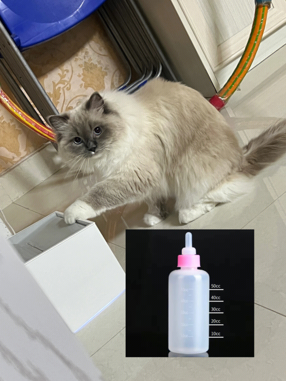 猫咪喂水神器别再用注射器了