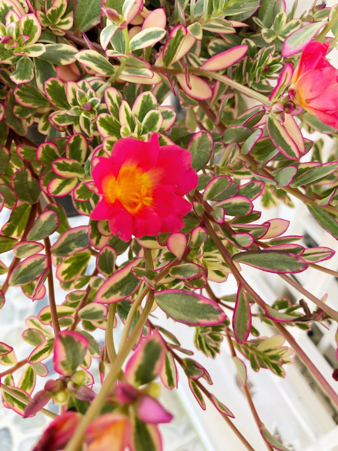 太阳花锦多肉彩虹马齿芥