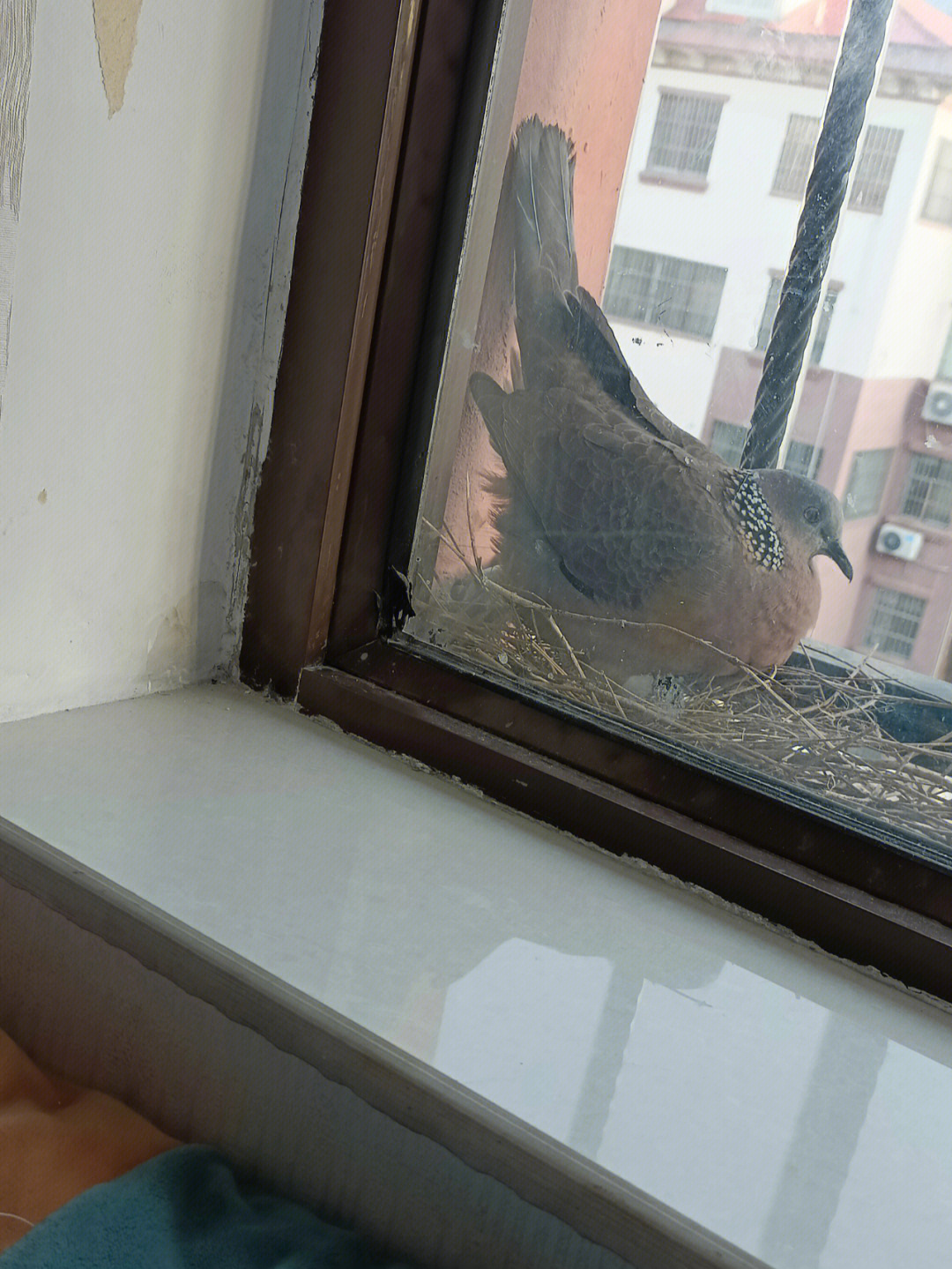 斑鸠飞窗台图片