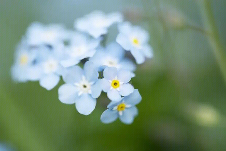 勿忘我花语图片 花字图片