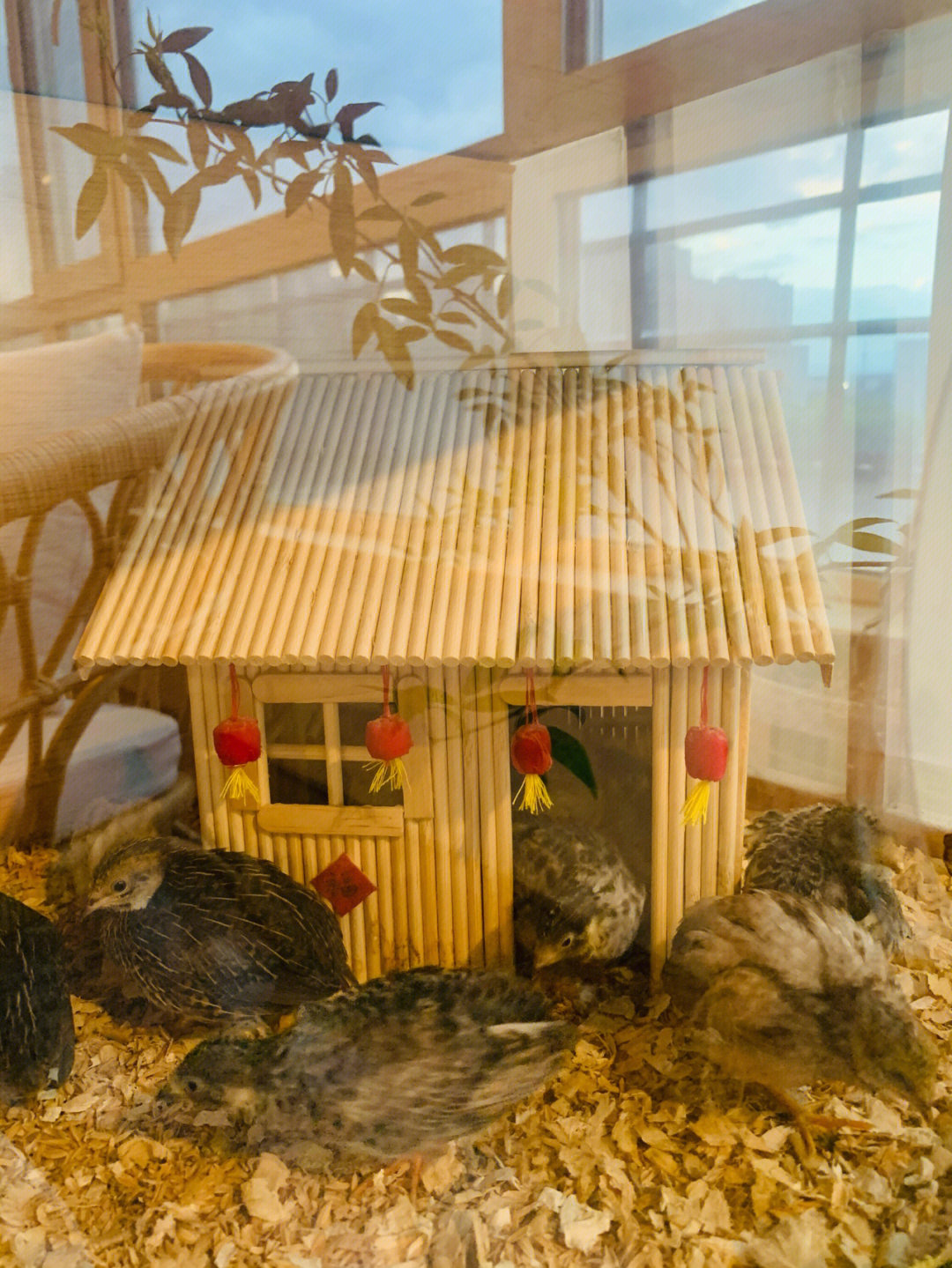 自制小鸡房子图片