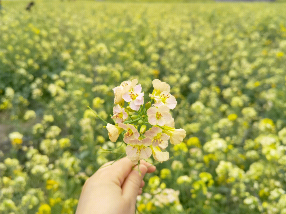 七彩油菜花