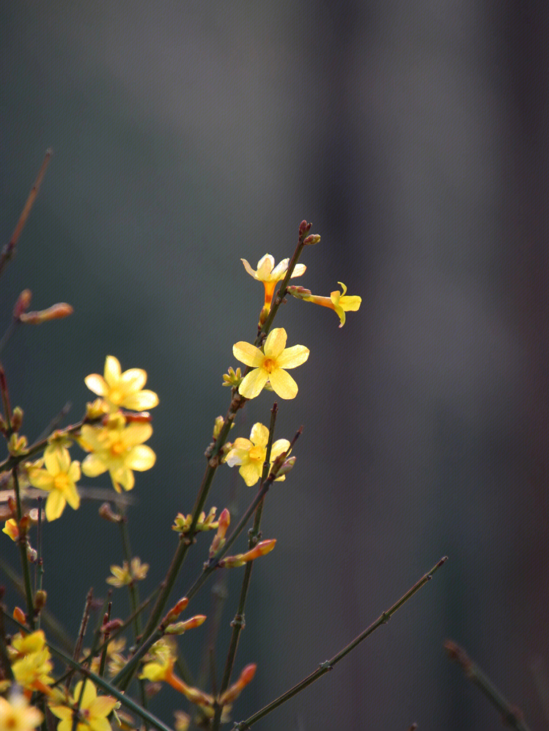 北京#摄影#奥森#迎春花#春天#花开