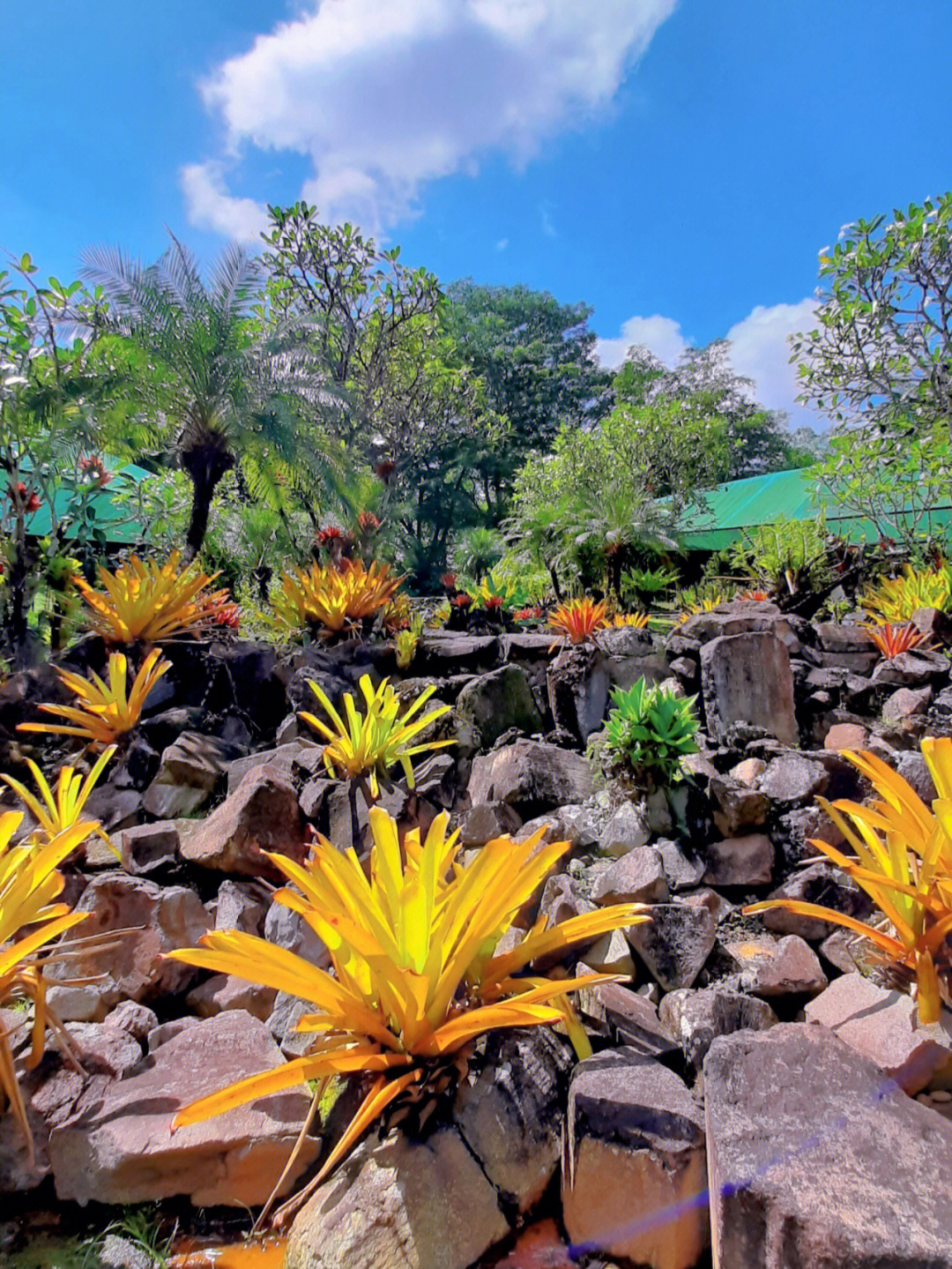 积水凤梨bromeliads