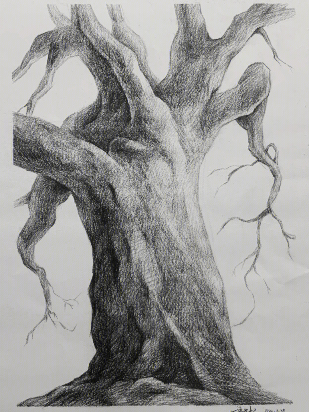 用素描画一棵老树