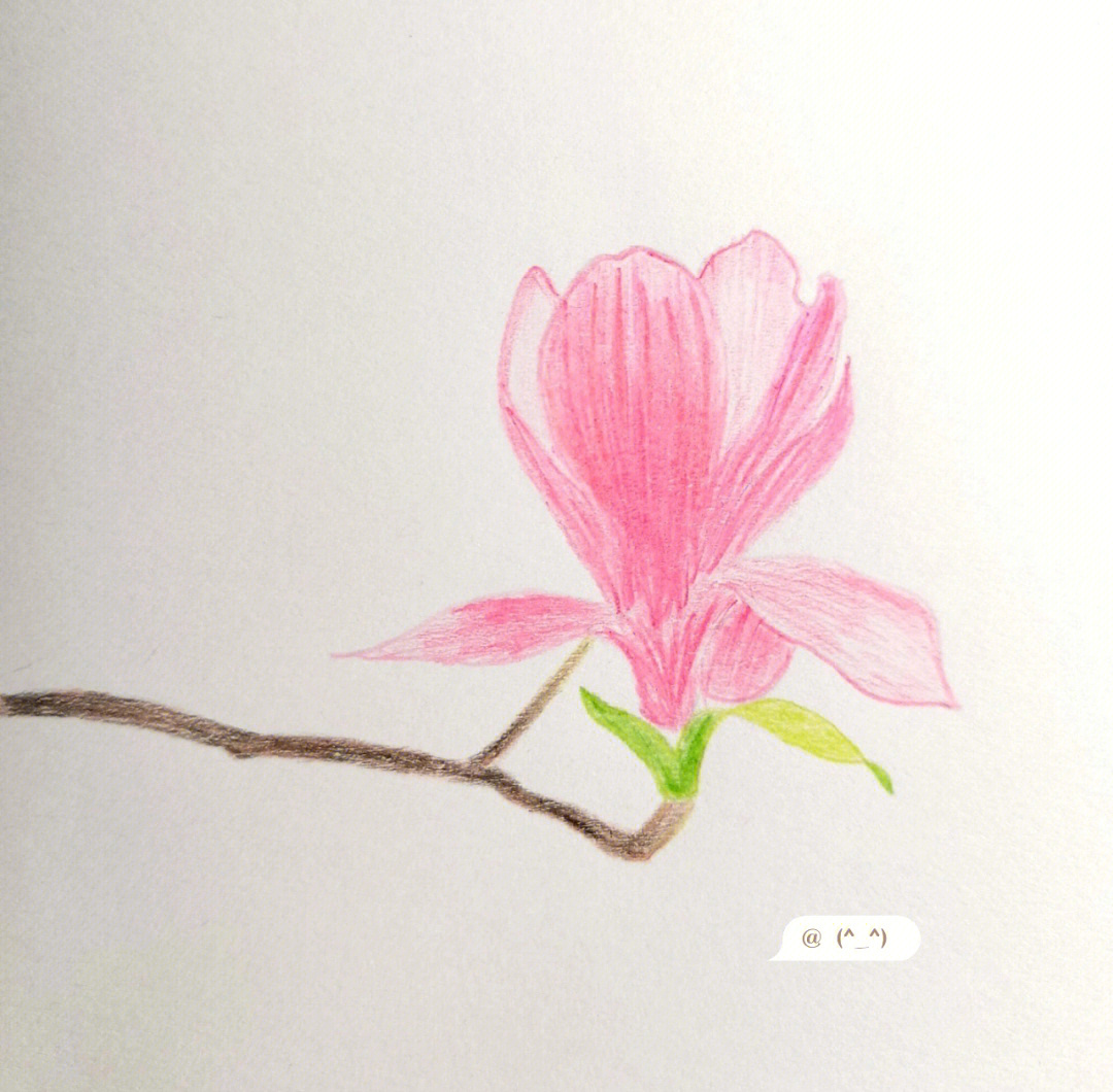 玉兰花的简笔画彩铅图片