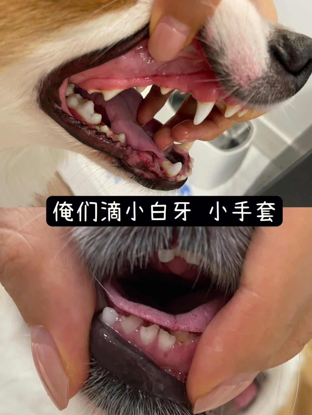 狗狗牙齿对照表图片