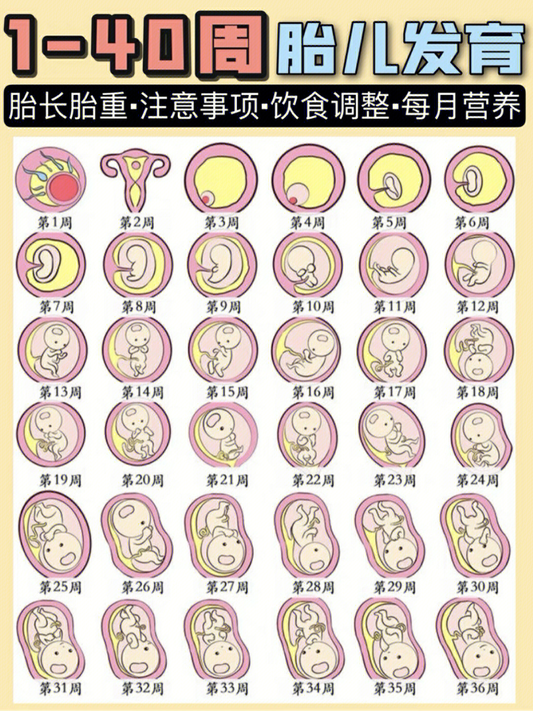怀孕30周胎儿发育标准图片