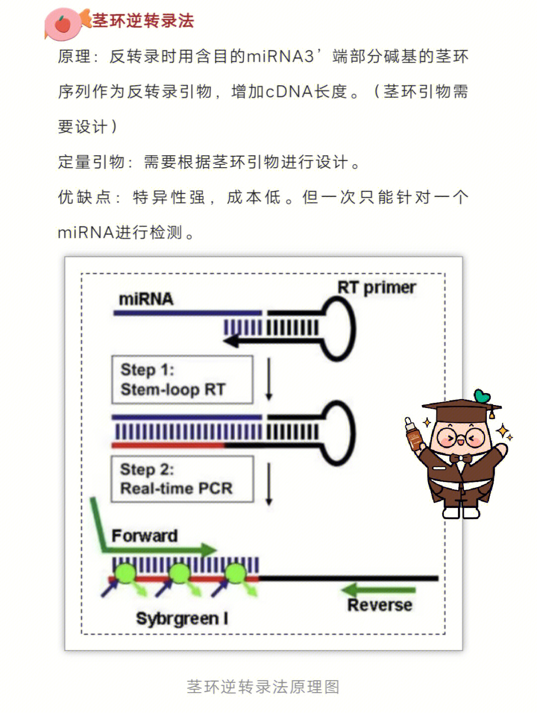 mirna茎环引物及qpcr引物设计