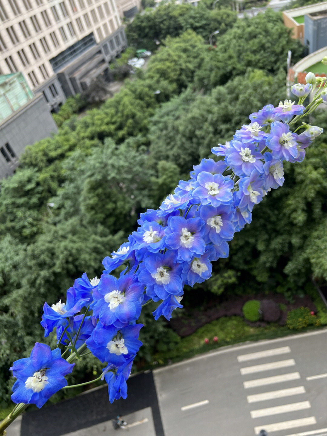 大飞燕种植图片