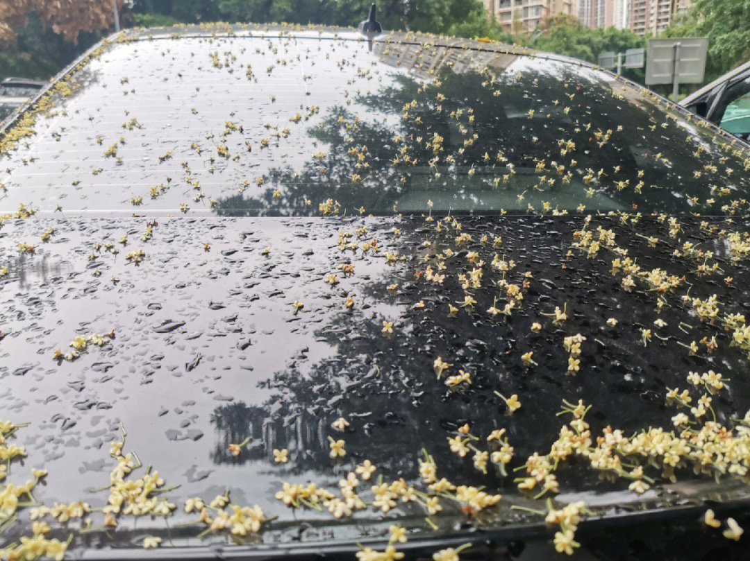 雨中桂花满地唯美图片图片