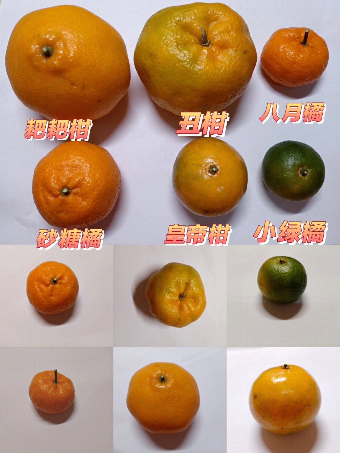 柑橘品种图片和名称图片
