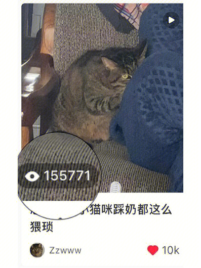 有15万人看了我家猥琐猫踩奶