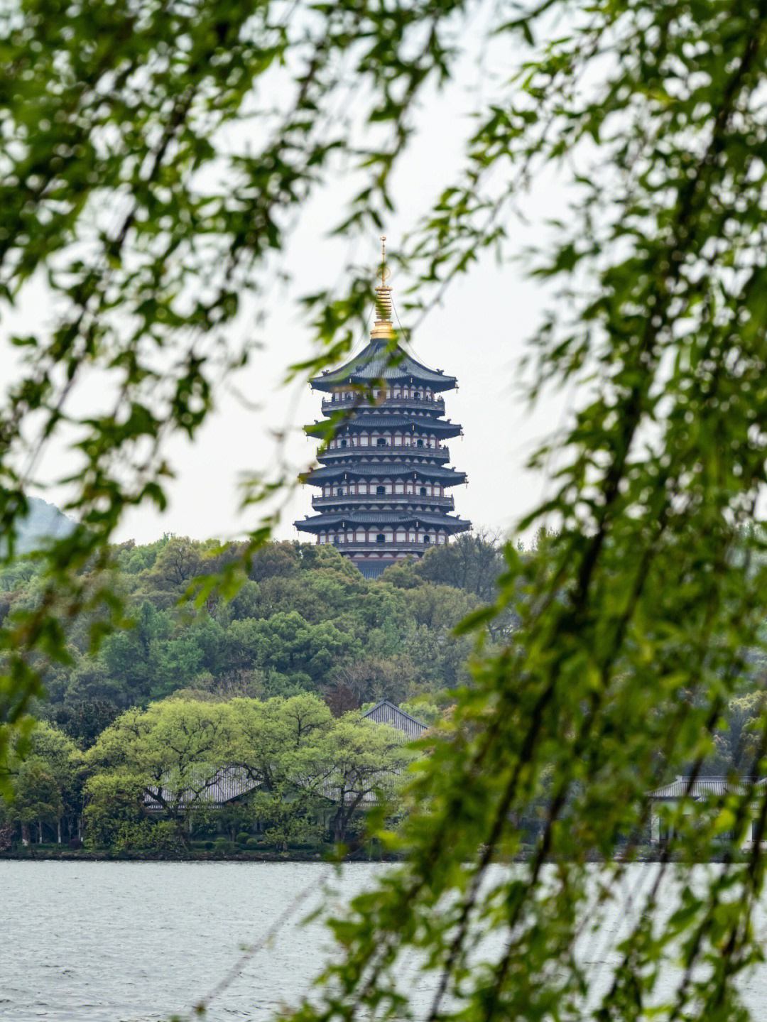 柳浪闻莺植物图片