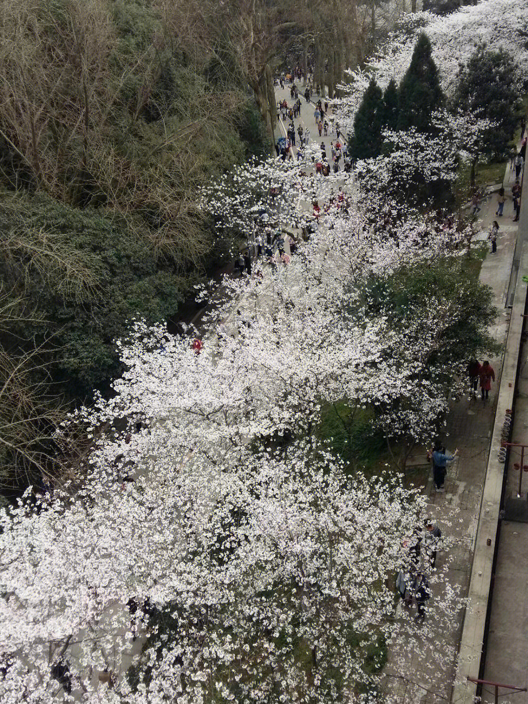 日本武道馆樱花图片