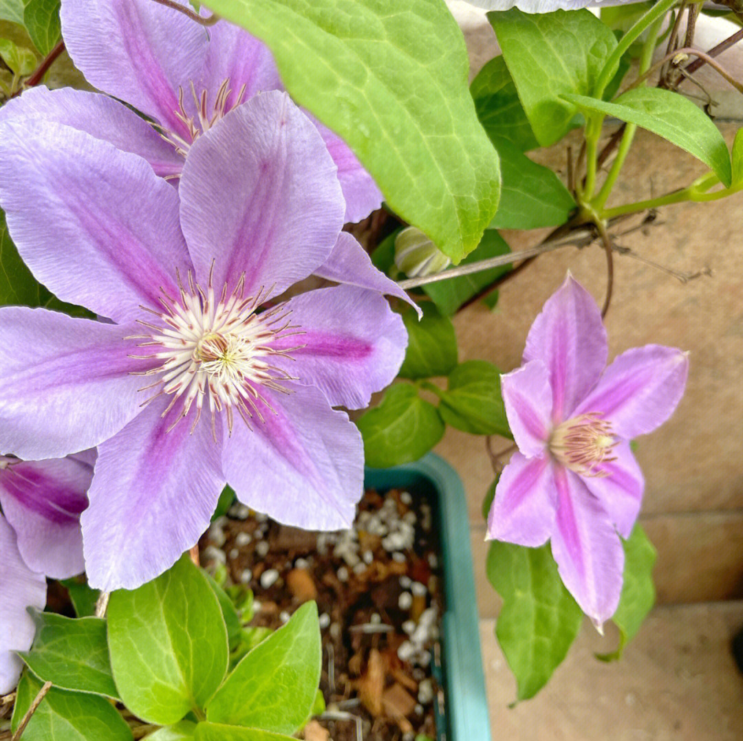 铁线莲开花时间图片