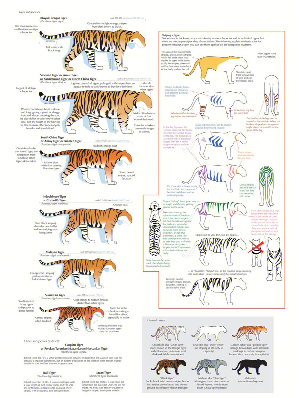 老虎的身体结构图图片