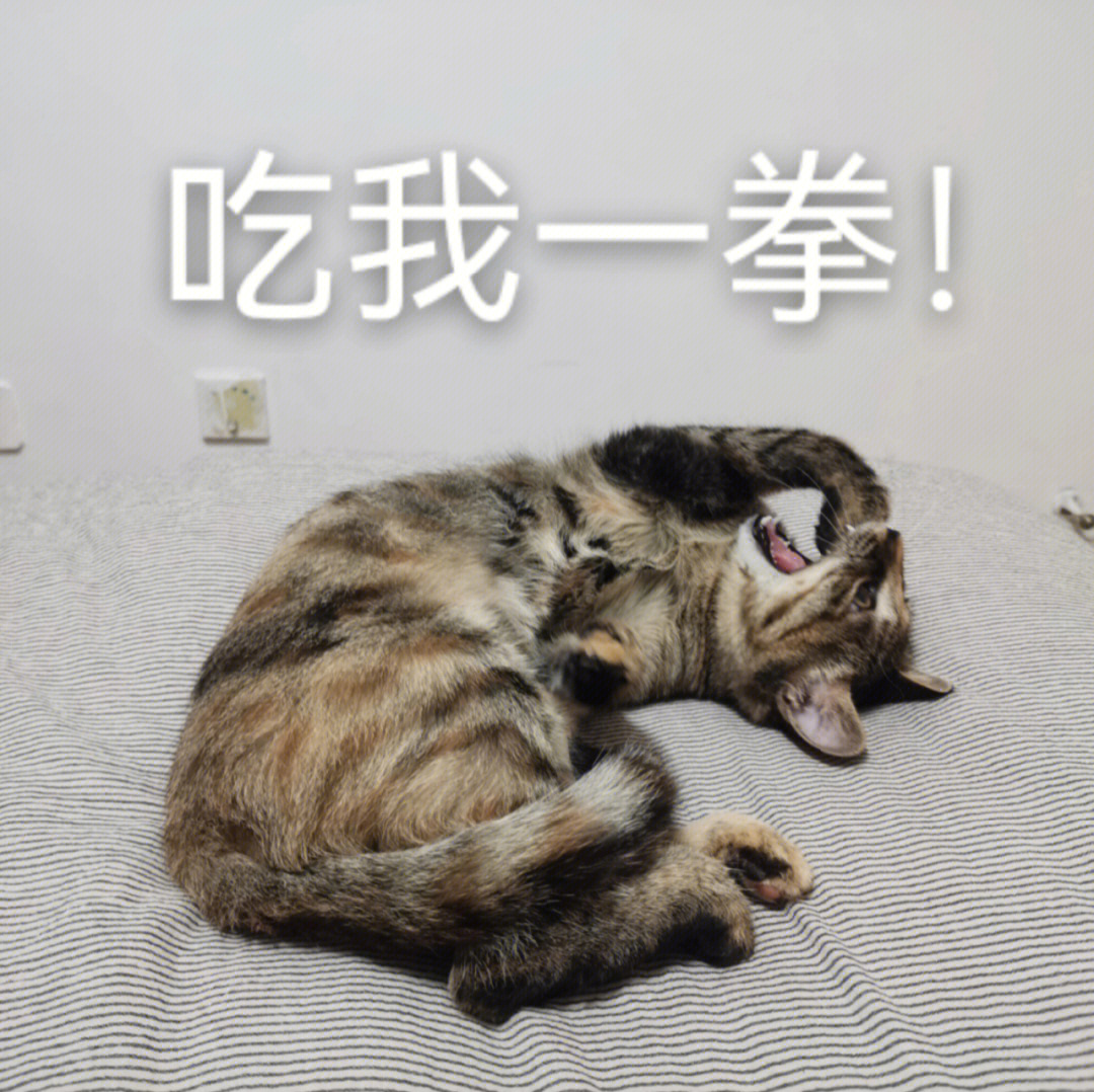 B站猫猫拳照片图片