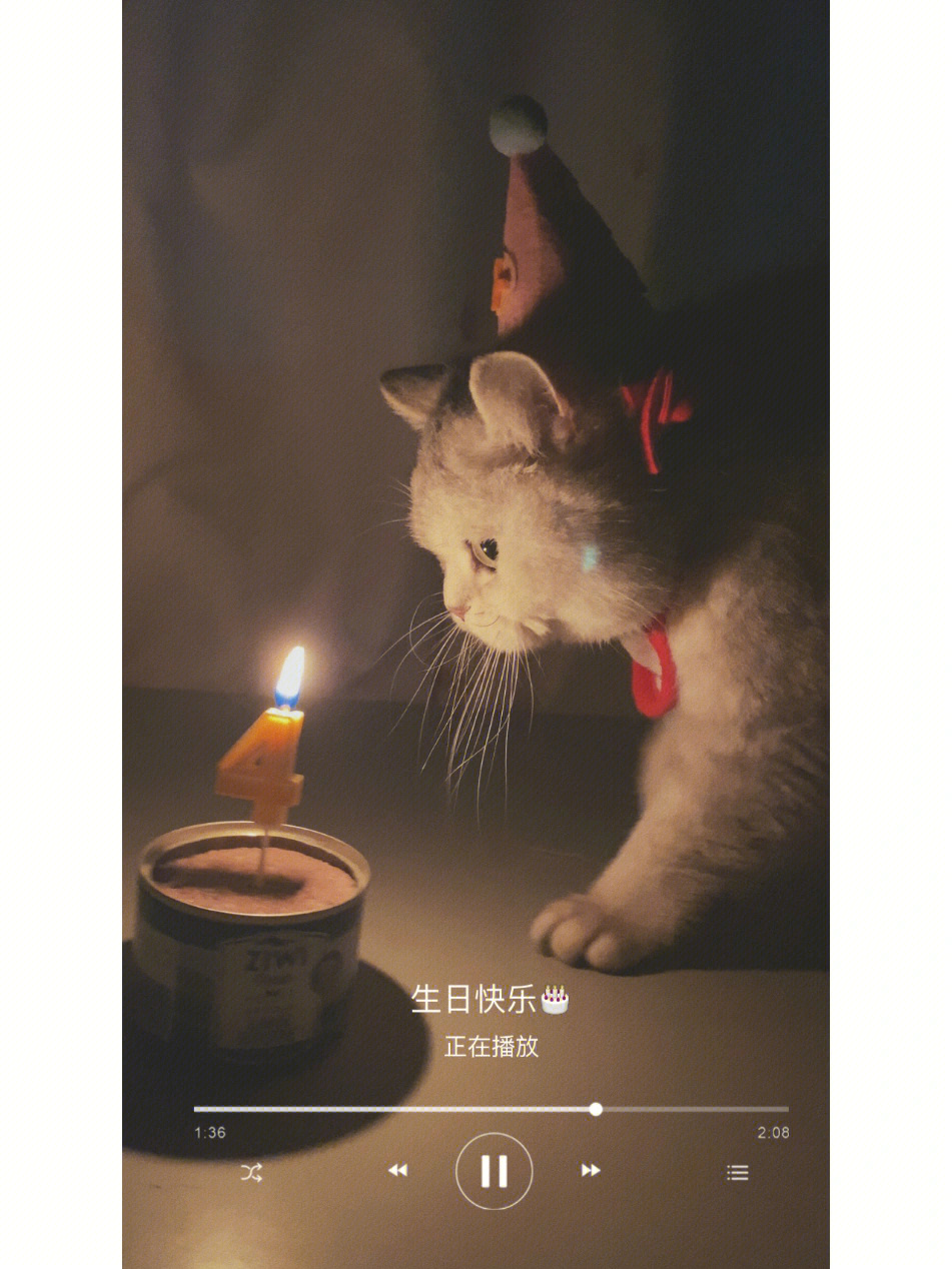 猫咪吹蜡烛生日图片图片