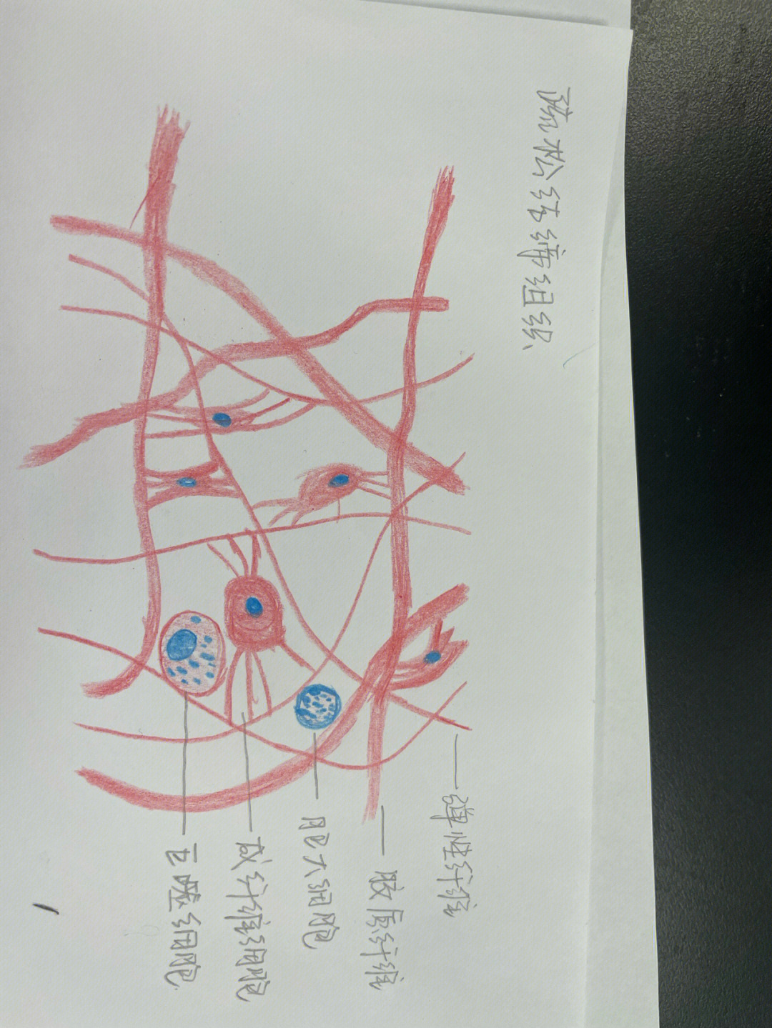 红辣椒细胞胞间连丝图图片