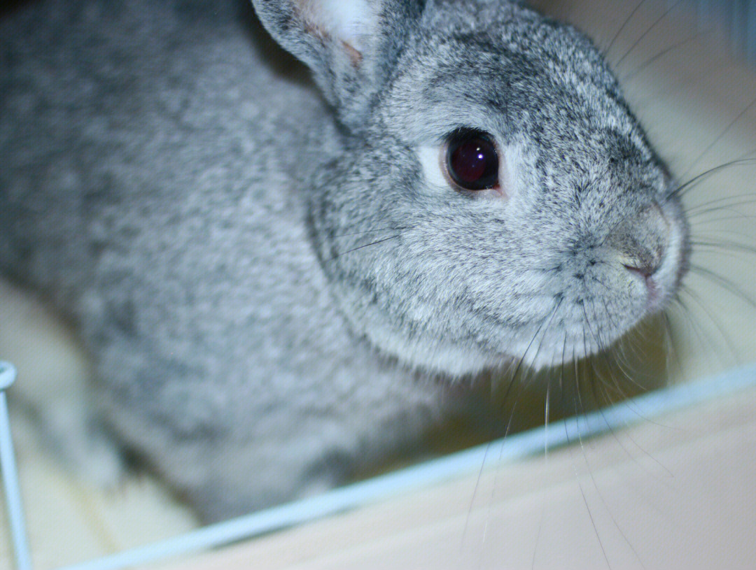 小型金吉拉兔图片