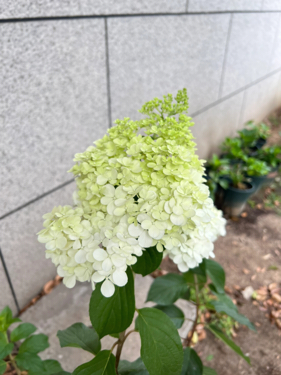 圆锥绣球香草草莓