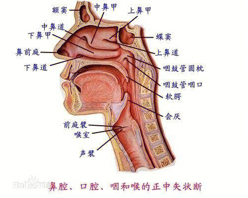 咽部示意图图片