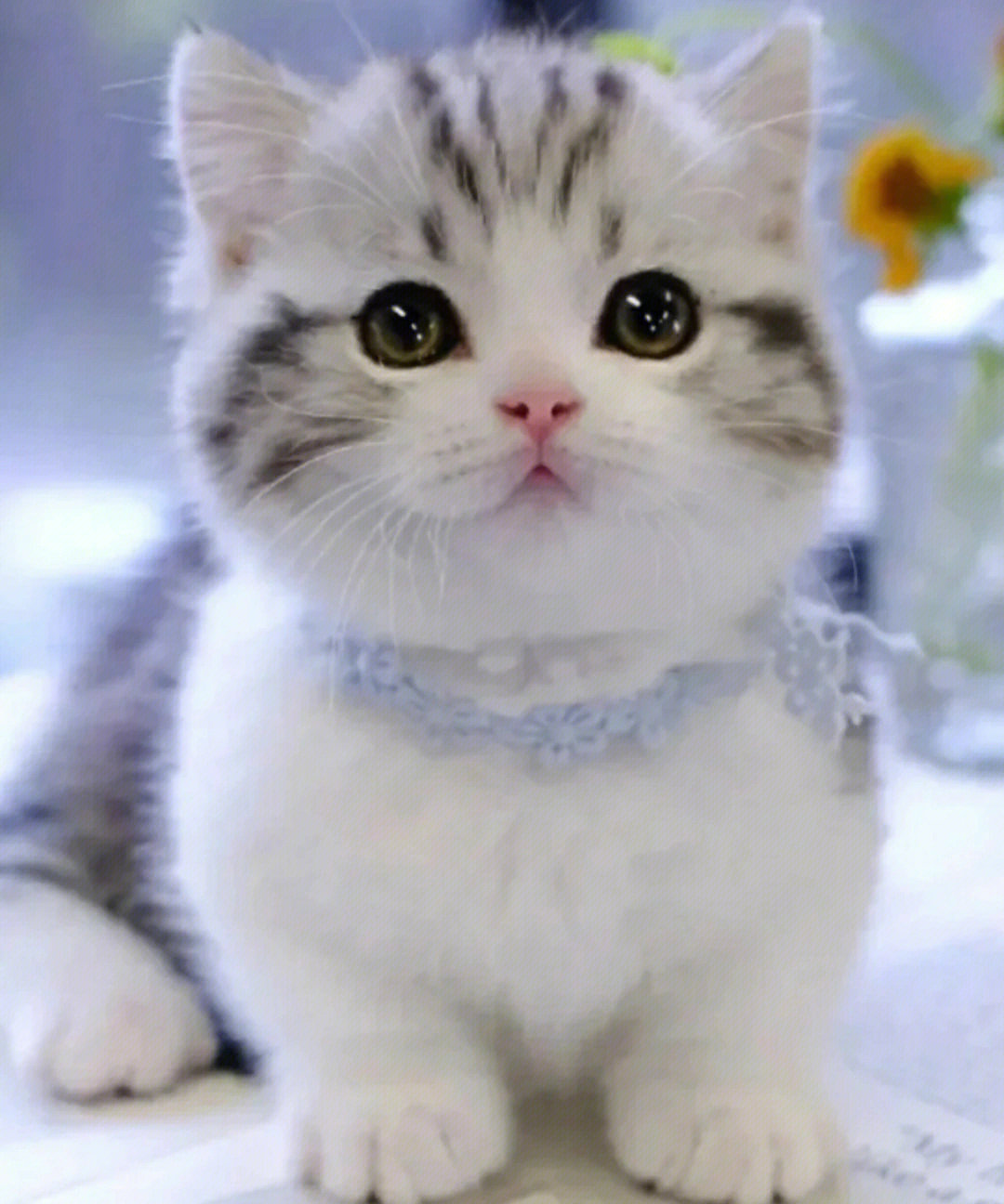 可爱小猫照片