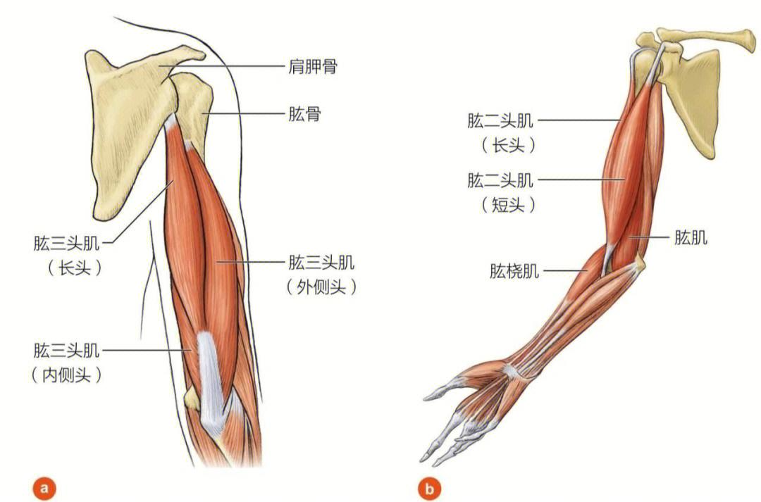 手臂各个部位名称图片