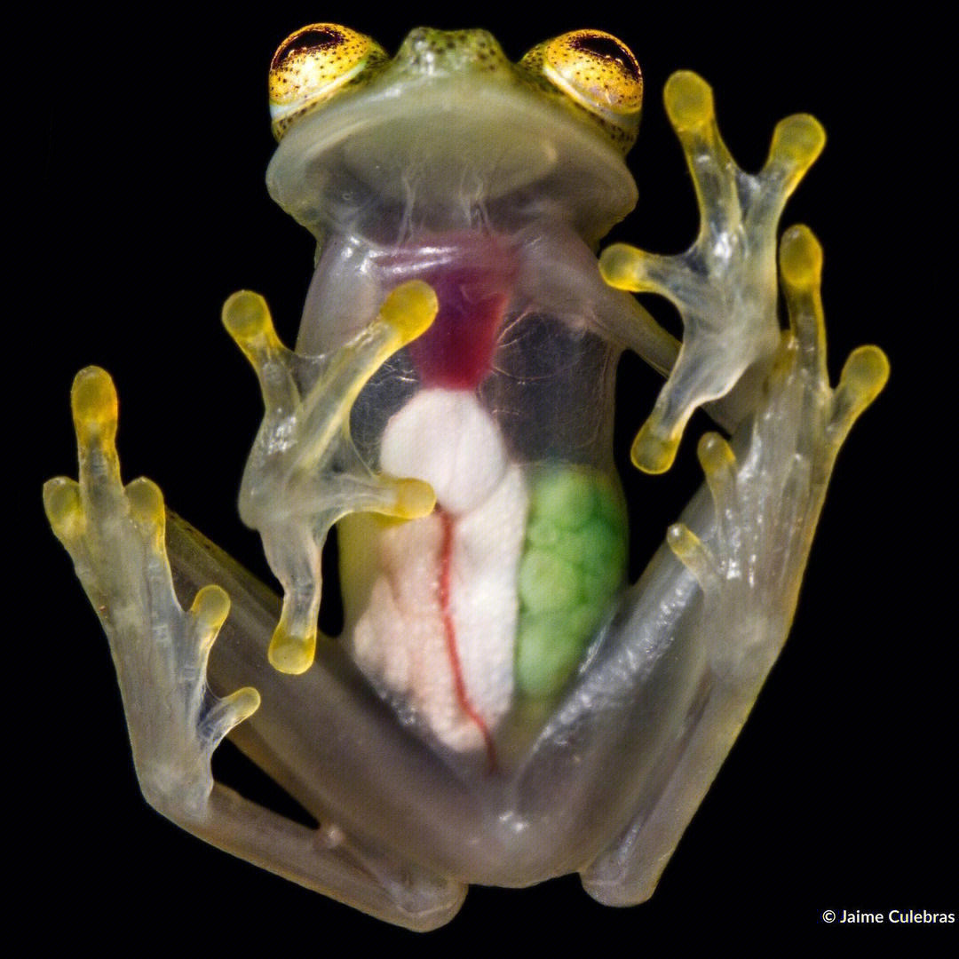 玻璃蛙,学名为透明蛙(glass frog,是一类中南美洲青蛙的俗称,分类上