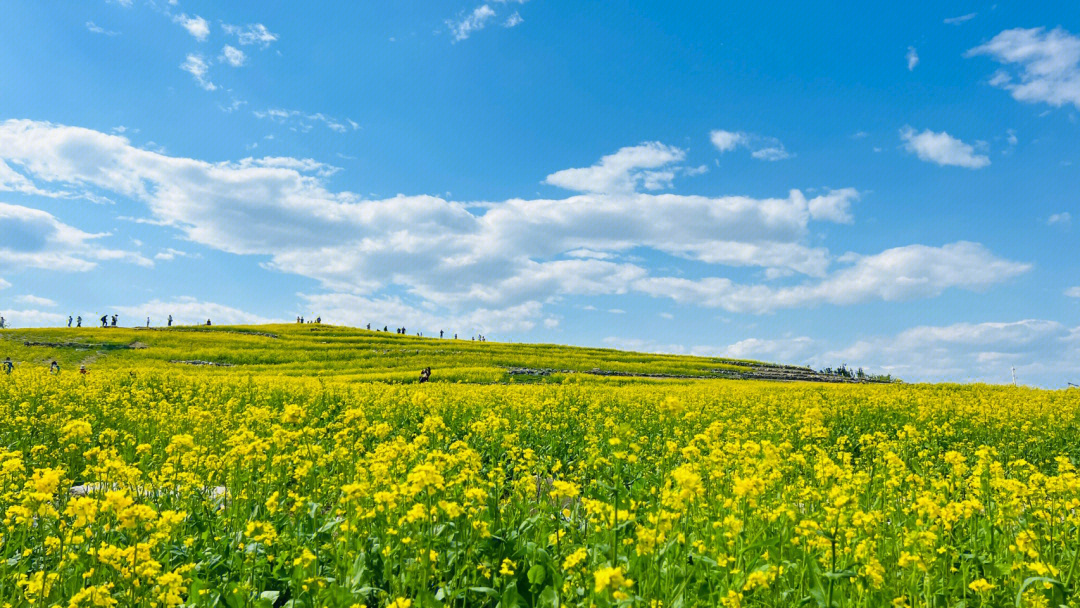 油画风的温榆河公园油菜花田