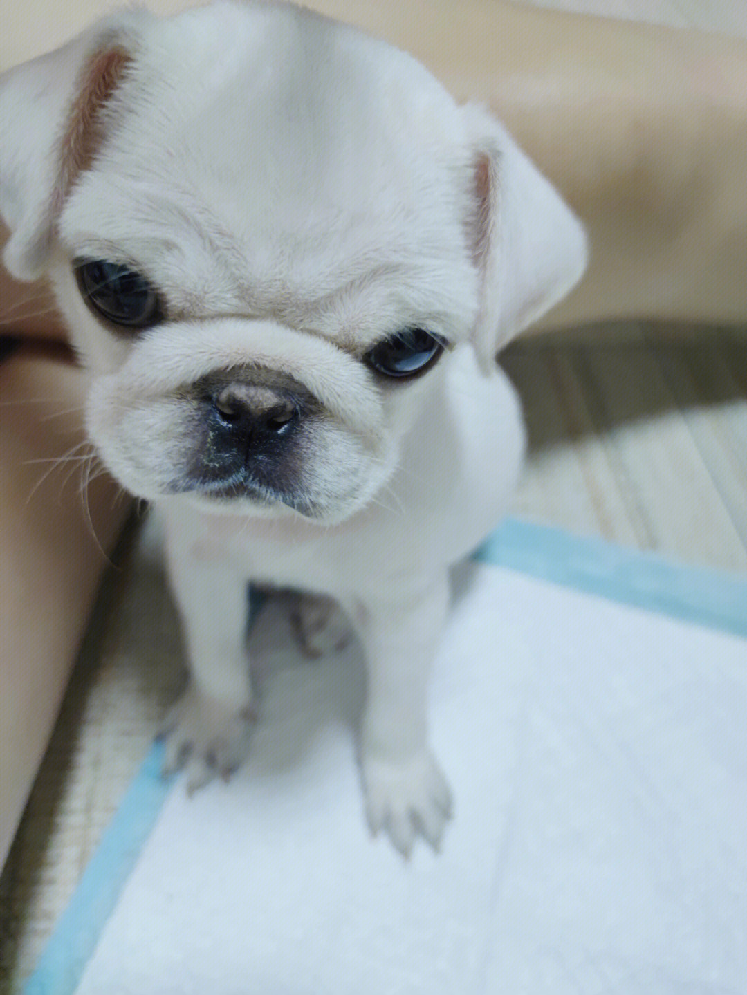 巴哥犬白色的好不好图片