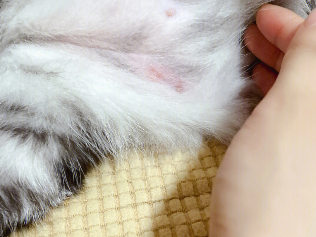 我家猫这样是怎么了这个红疹子