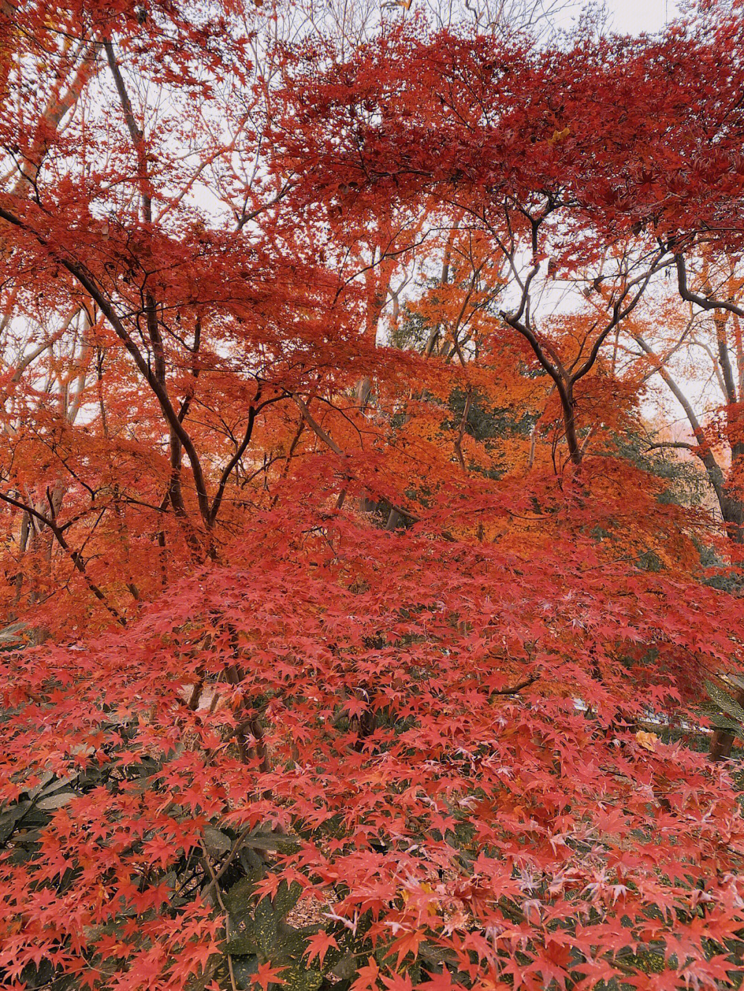 南京枫叶最佳观赏季