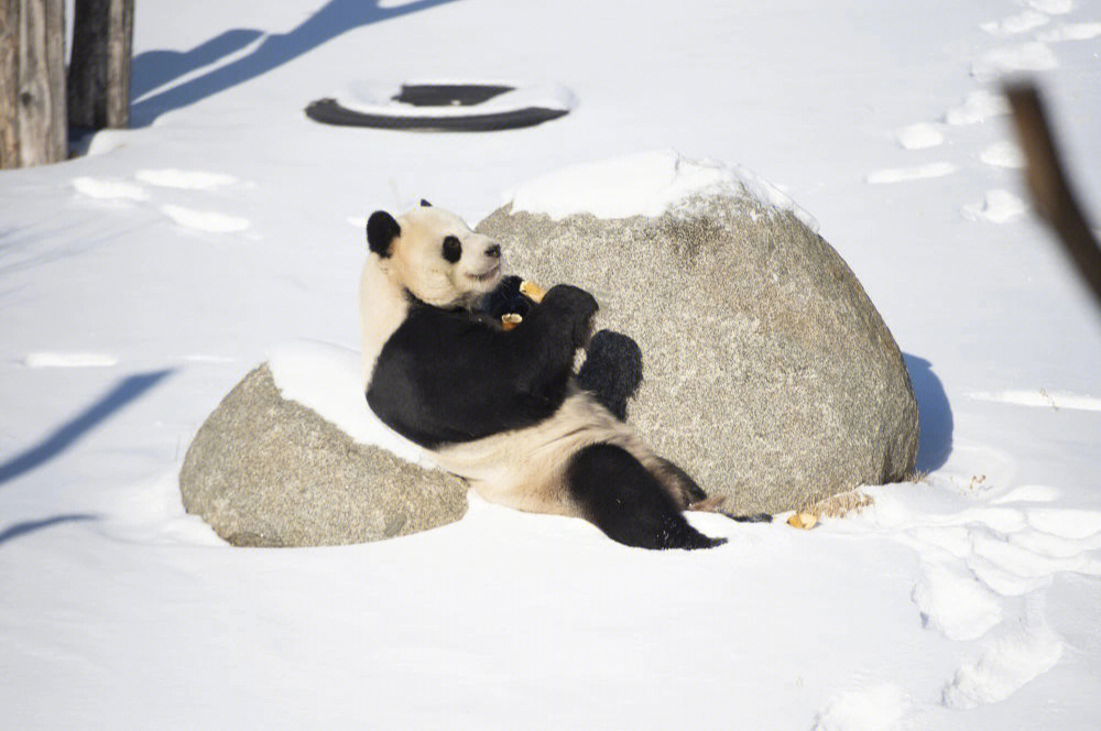 祖国大美河山北上大熊猫乐享雪季