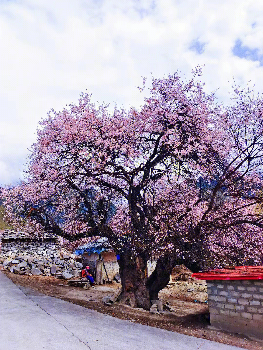 盛开的桃花像什么桃树图片