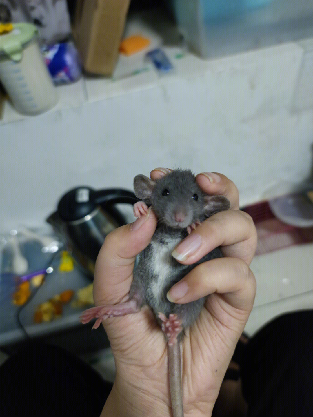 胆子最小这只卷毛母有好心人要么#花枝鼠领养#花枝鼠#宠物领养