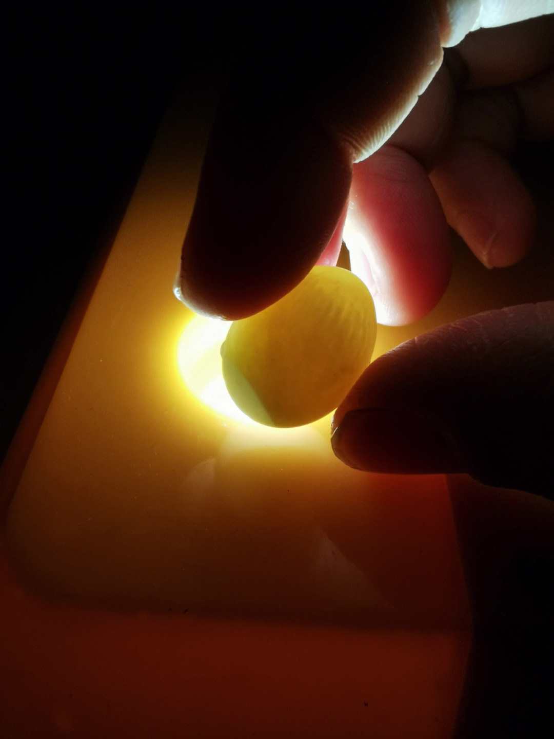 鹦鹉蛋孵化光下过程图图片