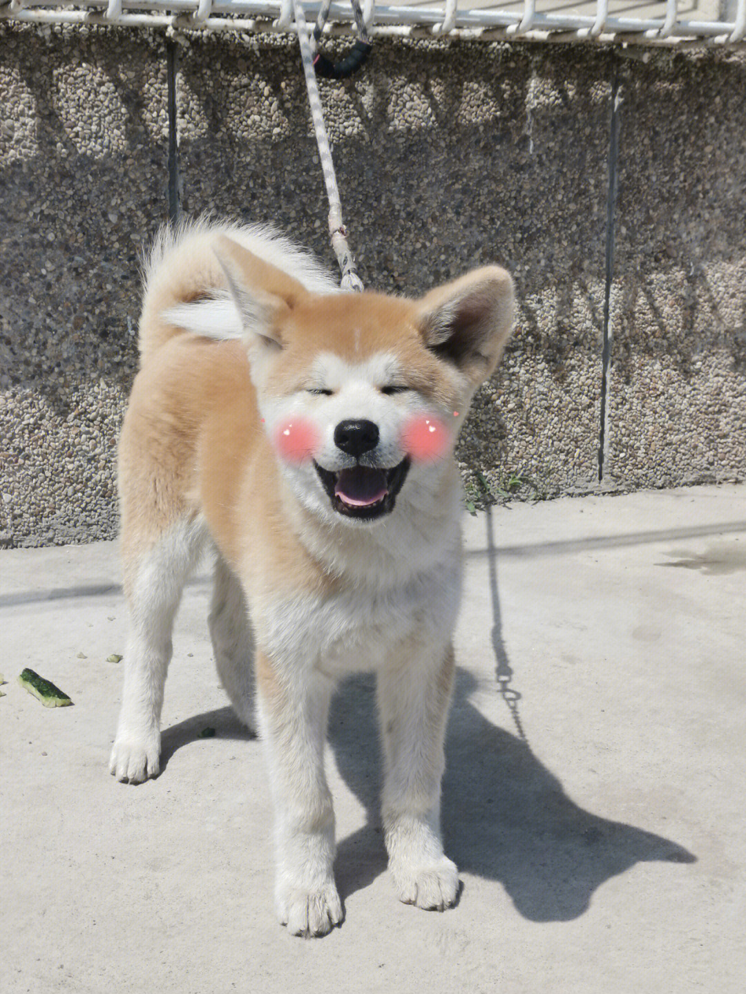 日本田园犬笑图片