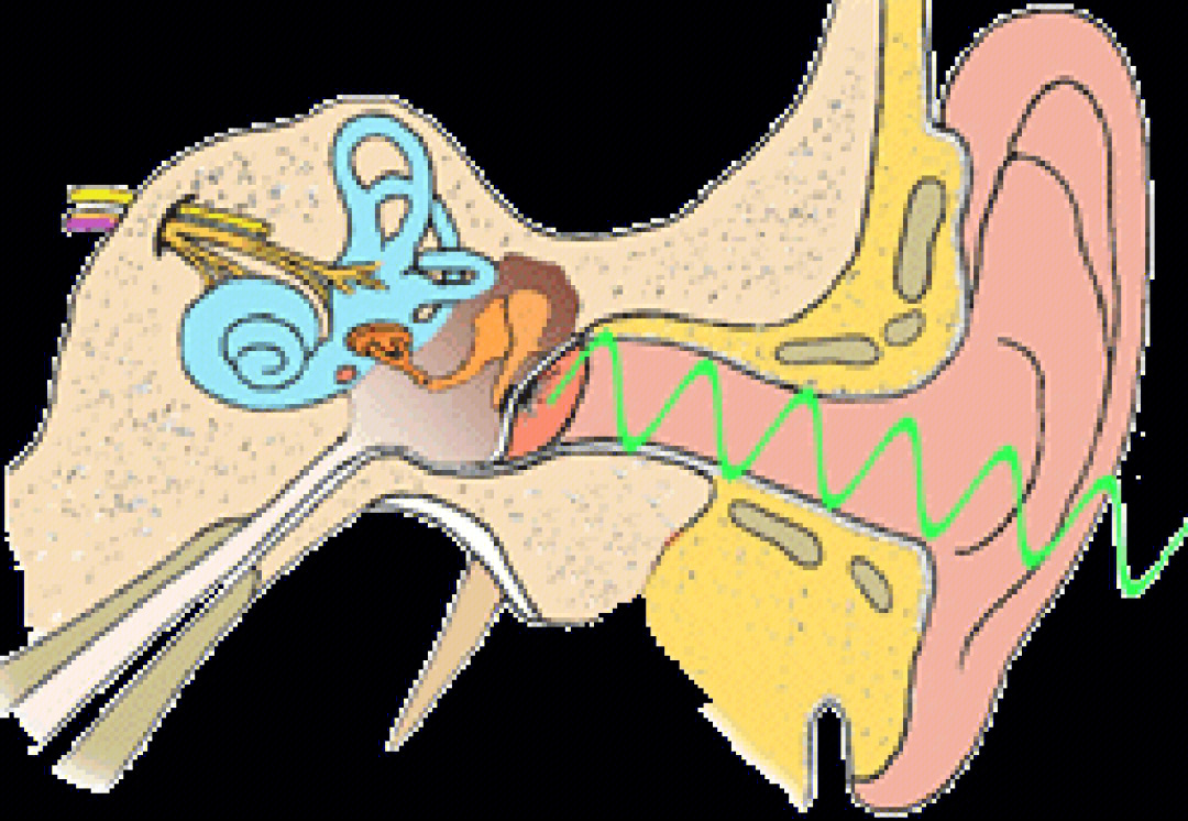 人工听骨链图片图片