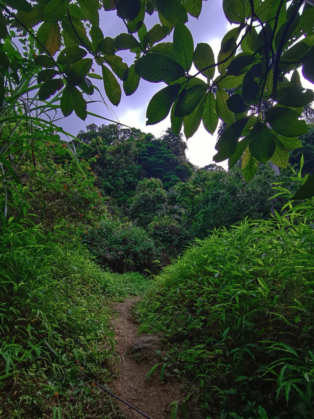 羊台山——徒步(没开发的泥巴路)