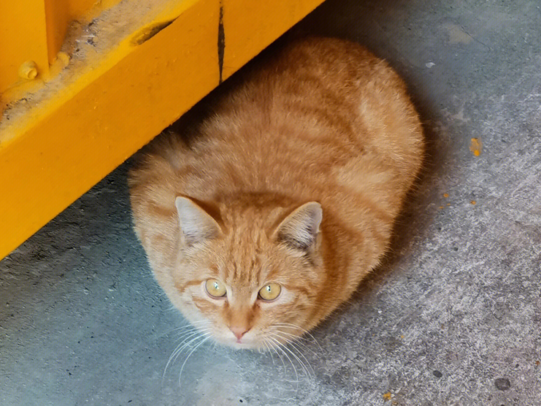 橘猫胖成球球的橘猫