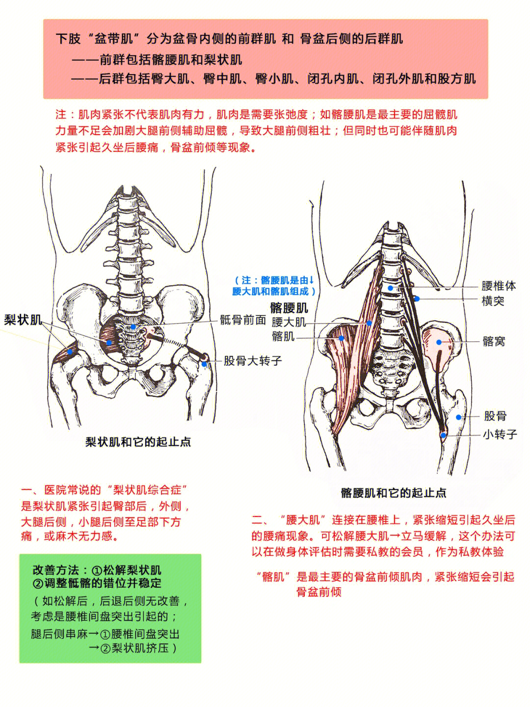 解剖骨盆带肌肉了解久坐为什么会腰痛