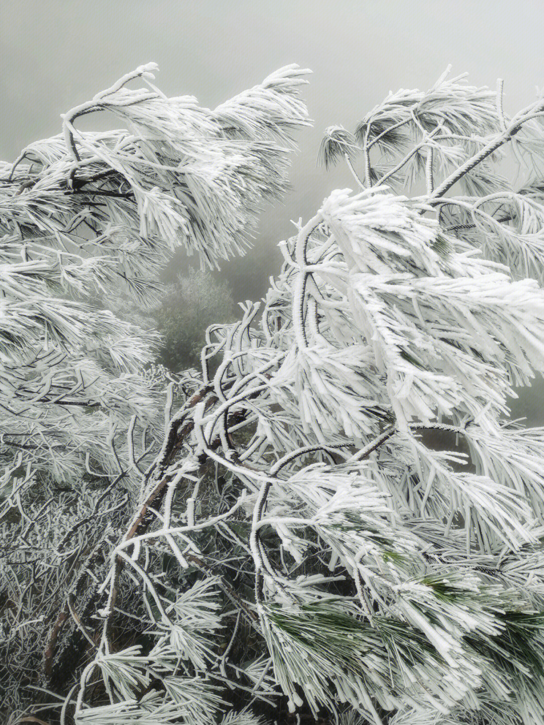 金子山冰雪雾凇