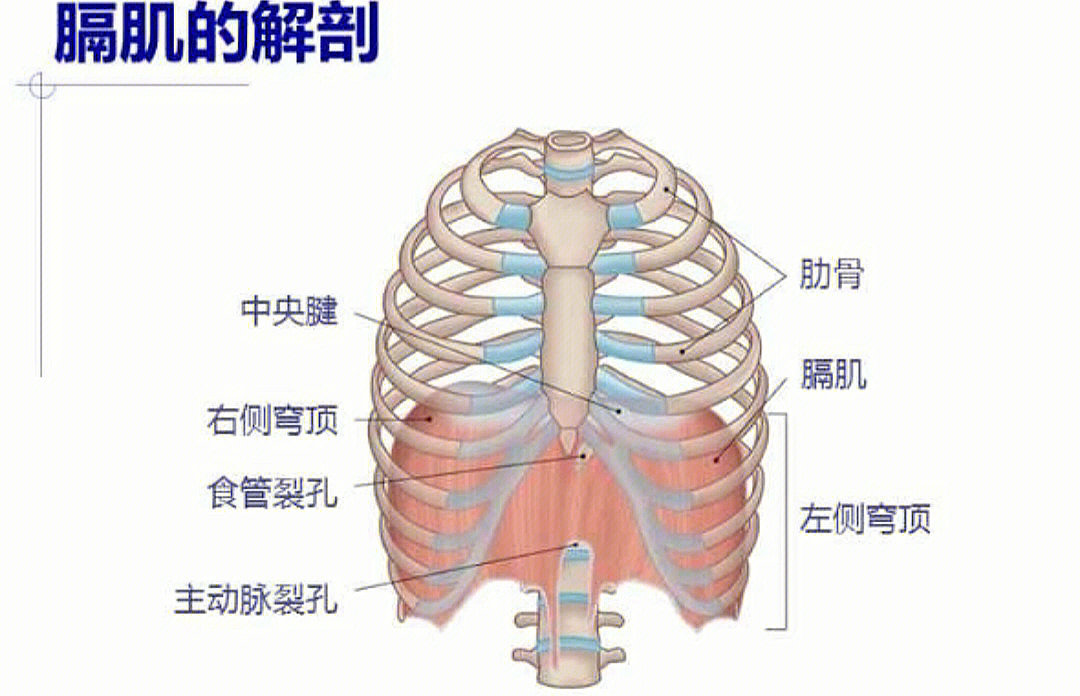 膈肌的解剖位置图图片