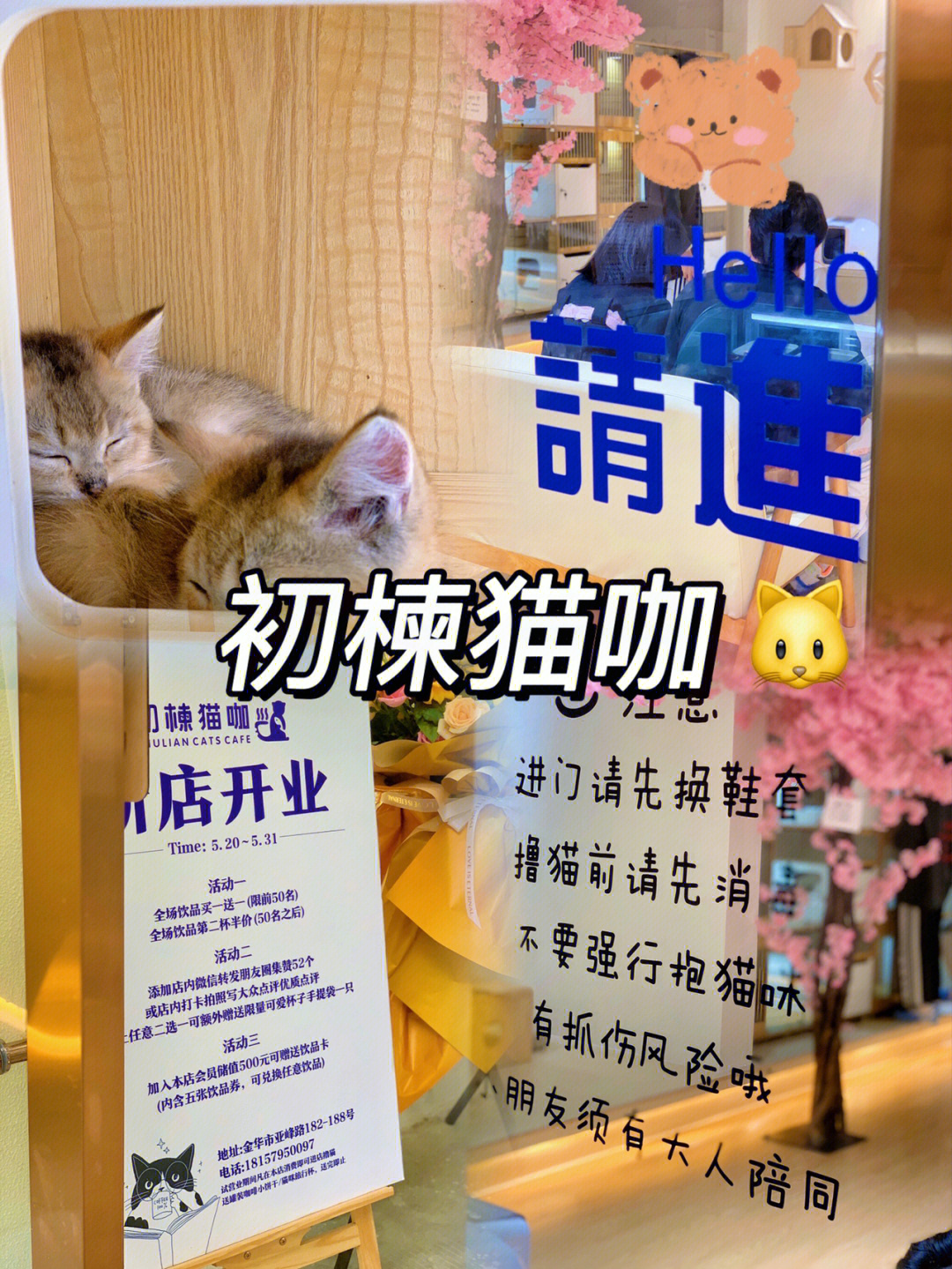 家附近居然开了一个日系猫咖店