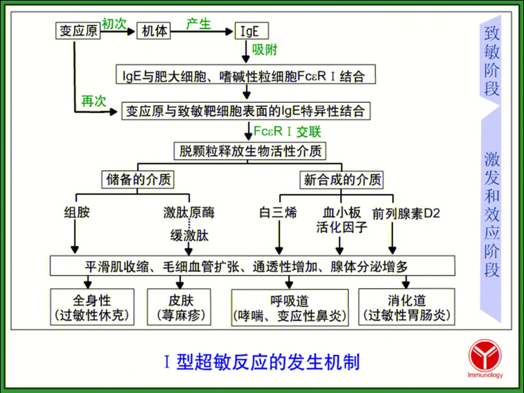 超敏反应分型记忆口诀图片