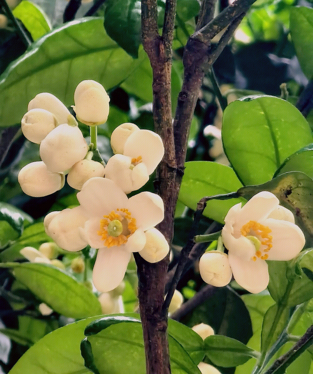 春日柚子花的清香