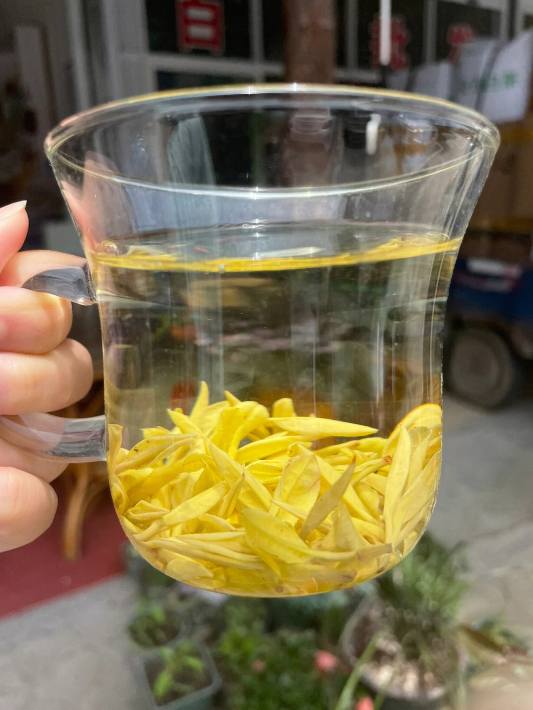 溧阳黄金茶属于什么茶图片