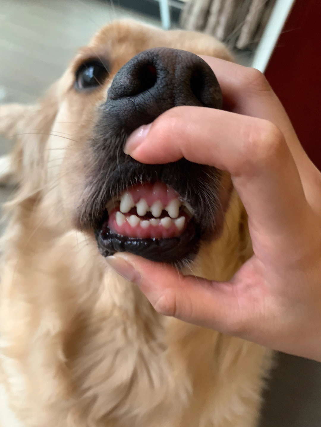 45天小狗牙齿图片图片
